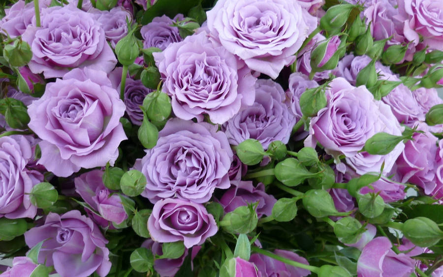 Lilac Rose Aesthetic Wallpaper