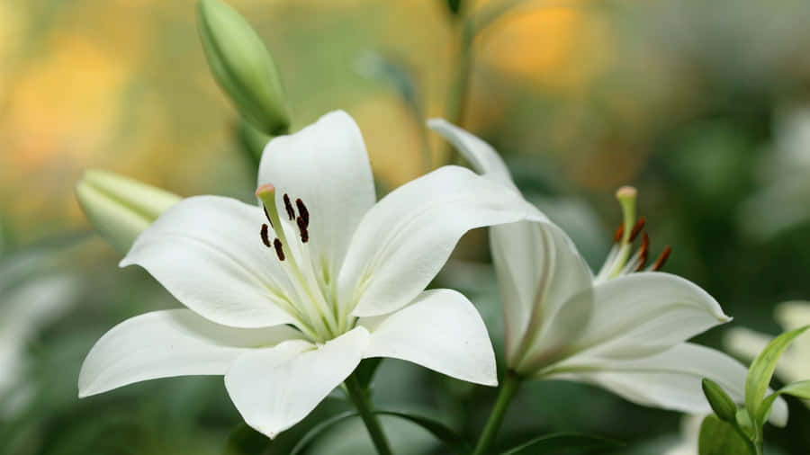 Lily Flower In Close-up Wallpaper