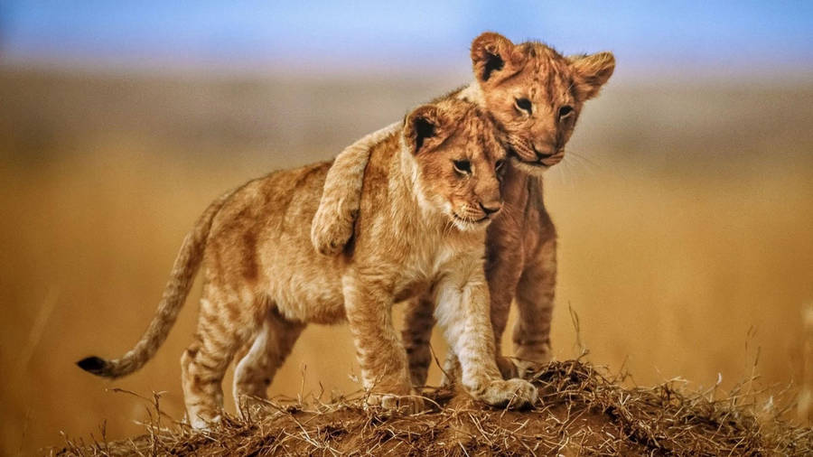 Lion Cub Friends Wallpaper