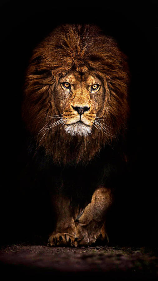 Lion Jungle Iphone Wallpaper