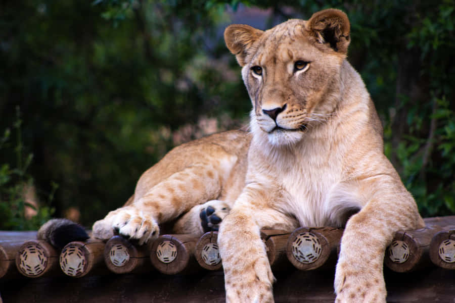 Lioness Lying On A Bridge Wallpaper