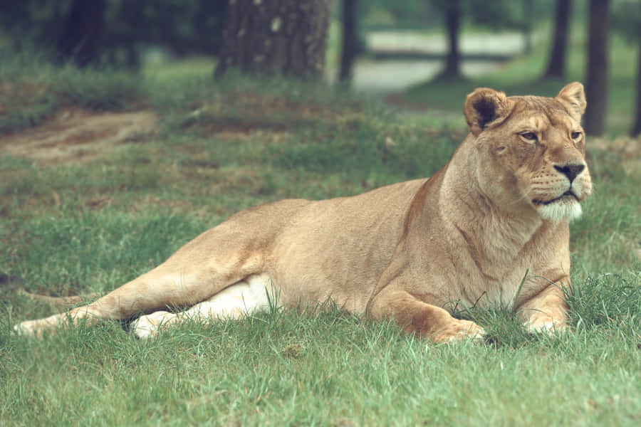 Lioness Observing While Lying Wallpaper