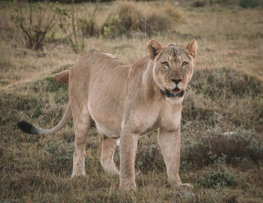 Lioness With Mouth Open Wallpaper