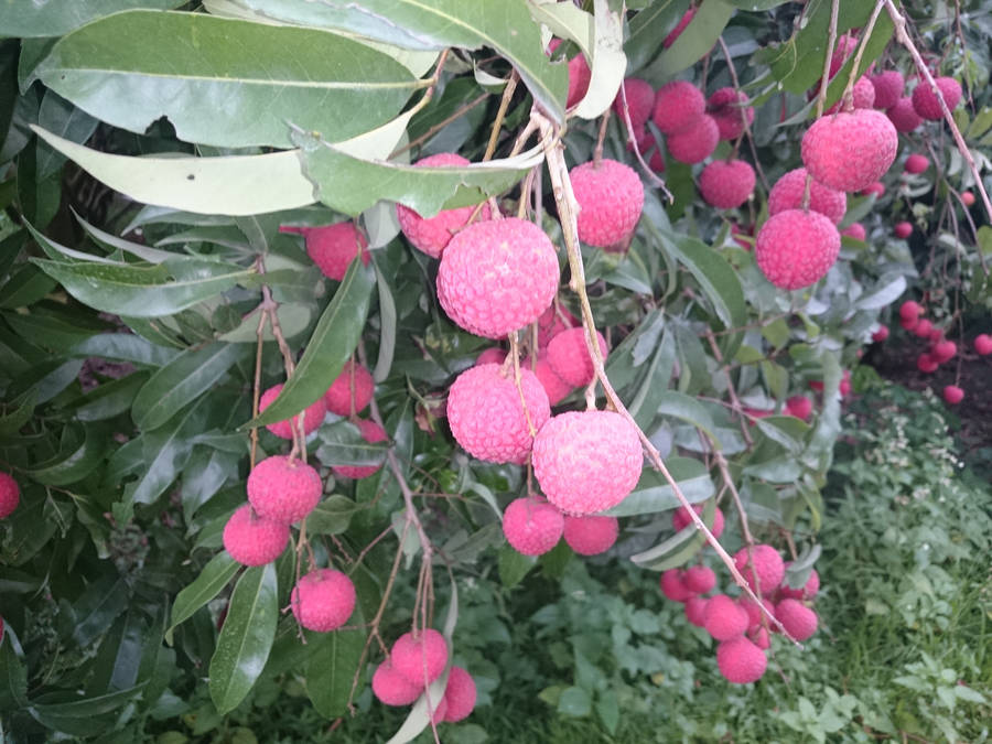 Litchi Fruit Branching Out Wallpaper