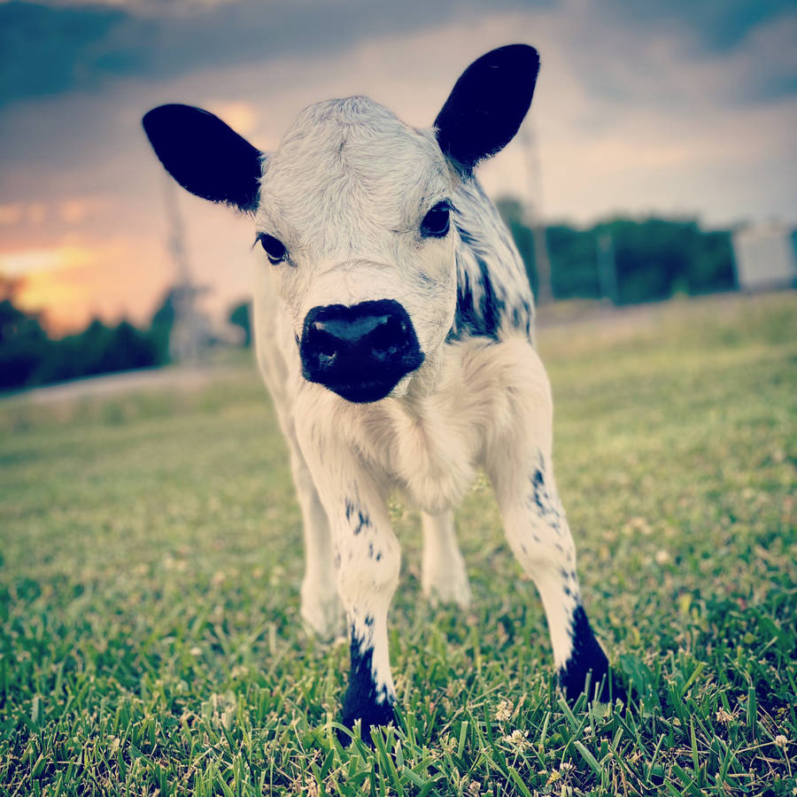 Little Baby British White Cattle Wallpaper