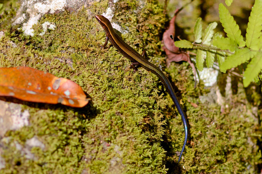 Little Brown Ground Skink Moss Wallpaper