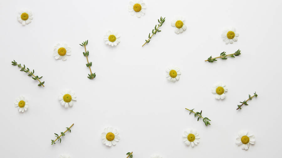 Little Daisy Flower With Thyme Leaves Wallpaper