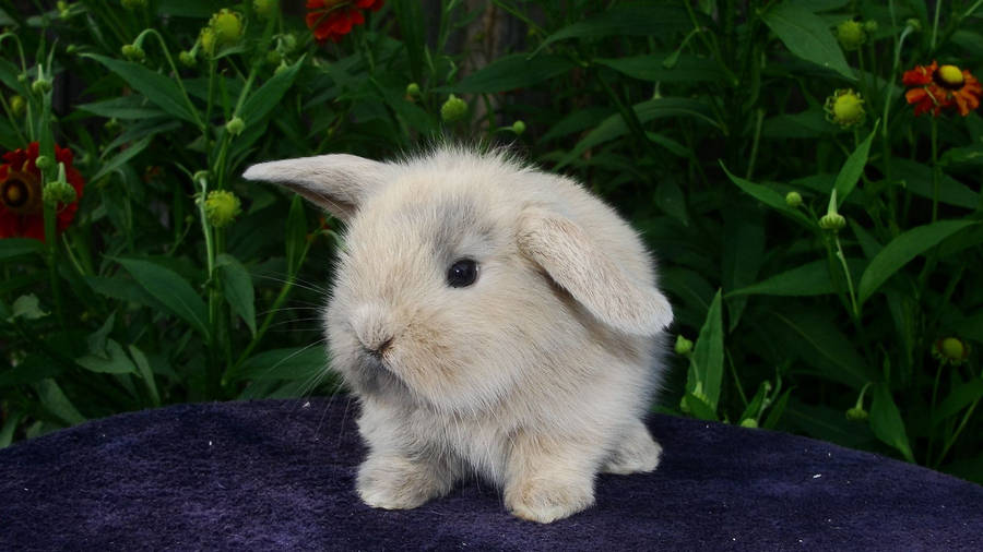 Little Grey Baby Bunny Wallpaper