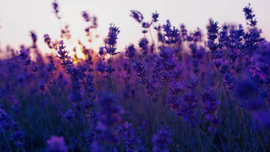 Little Purple Flowers Aesthetic Wallpaper