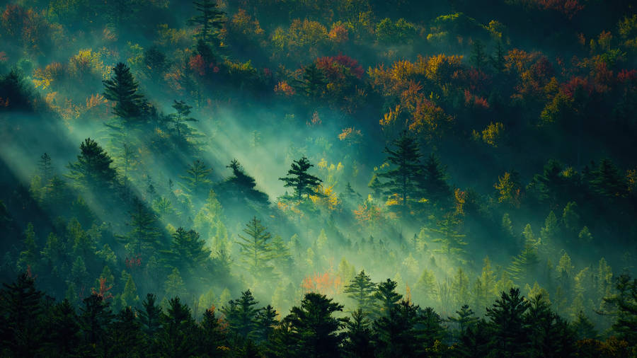 Live 4k Uhd Foggy Forest Wallpaper