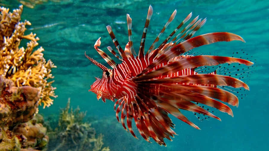 Live Red Lion Fish In The Sea Wallpaper