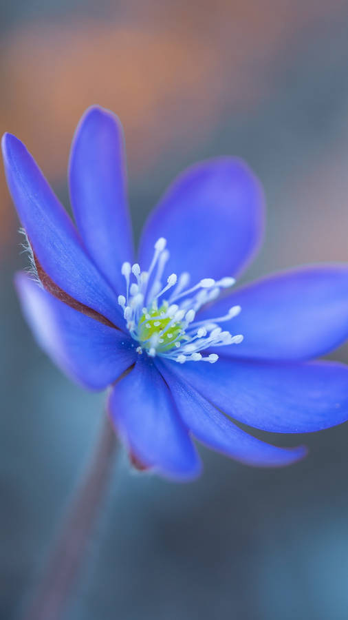 Liverworts Flower 2160x3840 Wallpaper