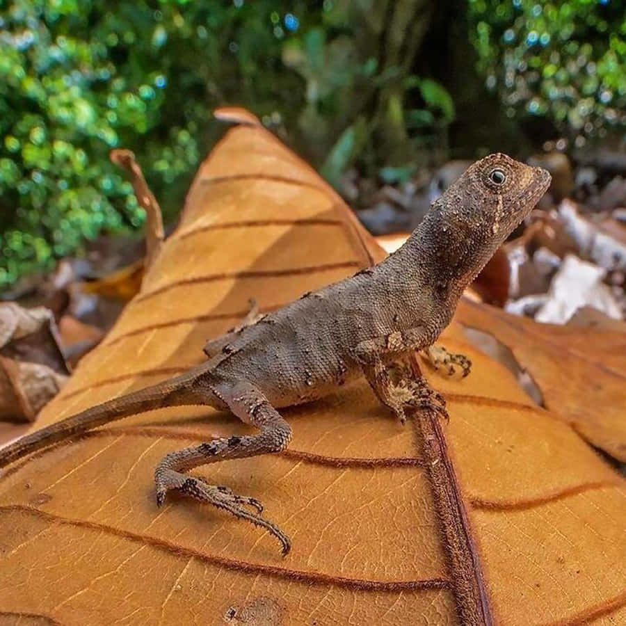 Lizard_on_ Leaf_ Closeup.jpg Wallpaper