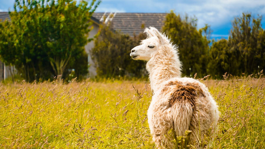 Llama From Behind Wallpaper