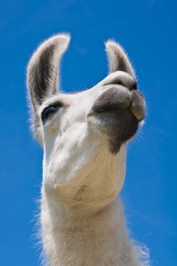 Llama In Closeup Wallpaper