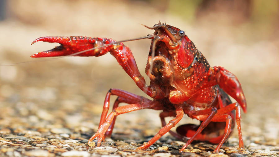 Lobster On Shore Full Of Pebbles Wallpaper