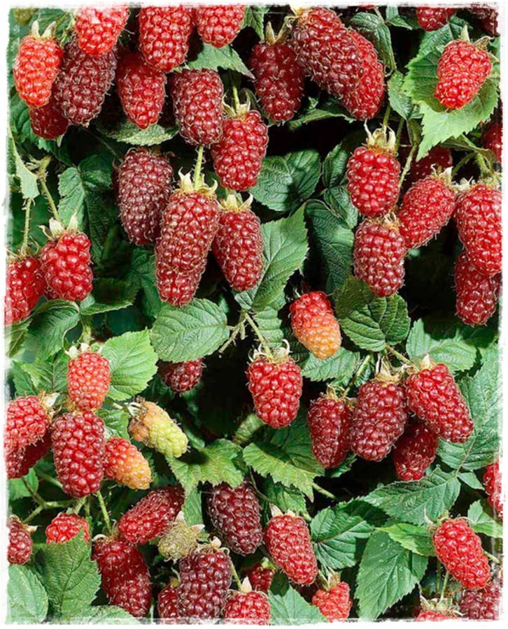 Loganberries Poster Wallpaper