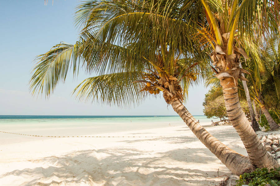 Lone Dwarf Coconut Tree Standing Tall On A White Sand Beach Wallpaper