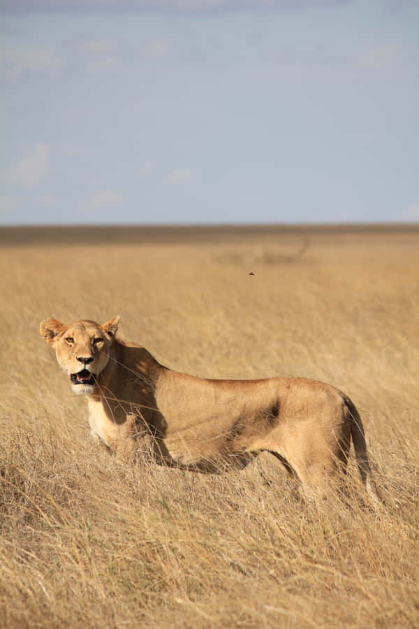 Lone Lioness In A Grassland Wallpaper