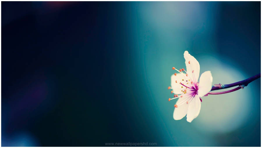 Lone Macro Flower In White Wallpaper