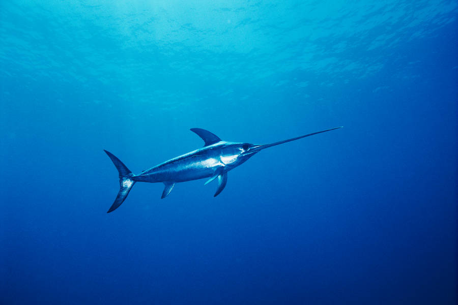 Lone Swordfish Swimming In Shallow Waters Wallpaper