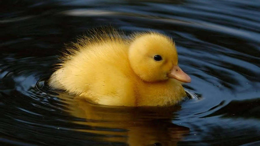 Lonely Baby Duck Wallpaper