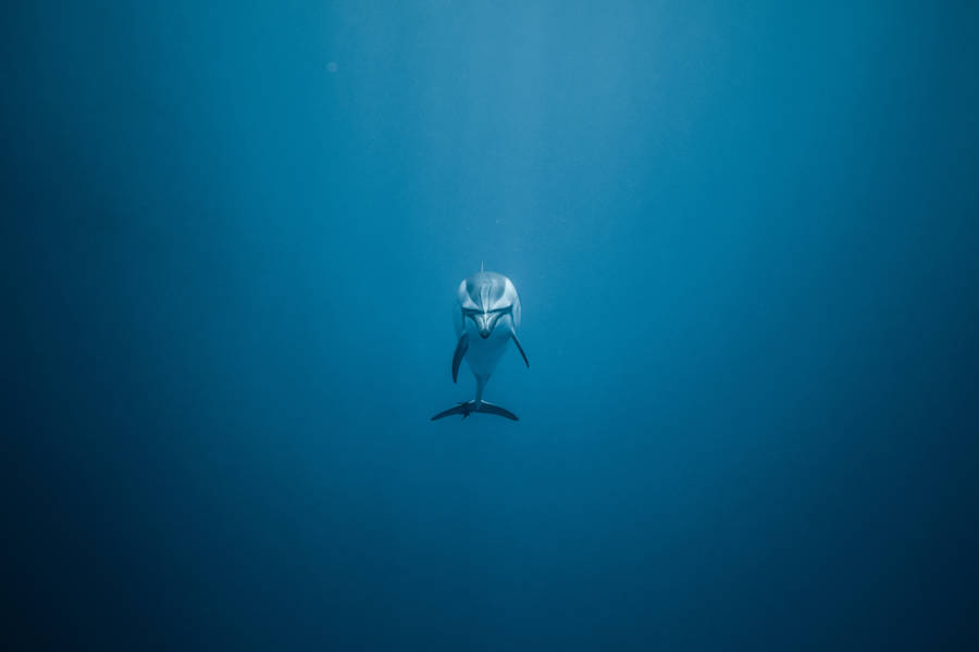 Lonely Dolphin Underwater Wallpaper