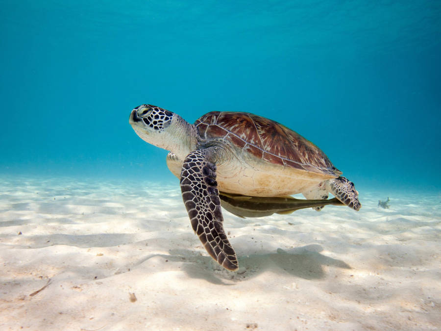 Lonely Sea Turtle Under A Blue Ocean Water Wallpaper