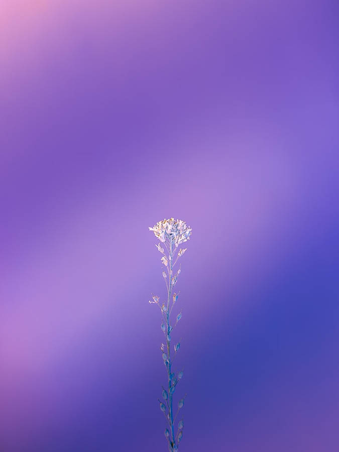 Long Flower Stem Purple Iphone Wallpaper