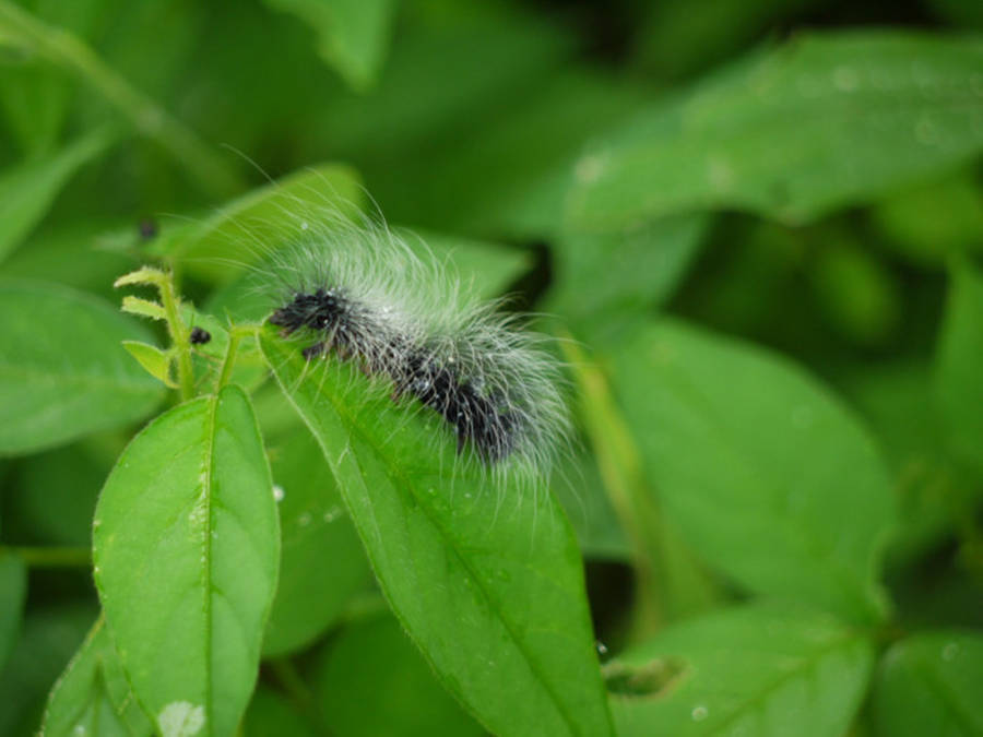 Long-haired Caterpillar Eating Leaf Wallpaper