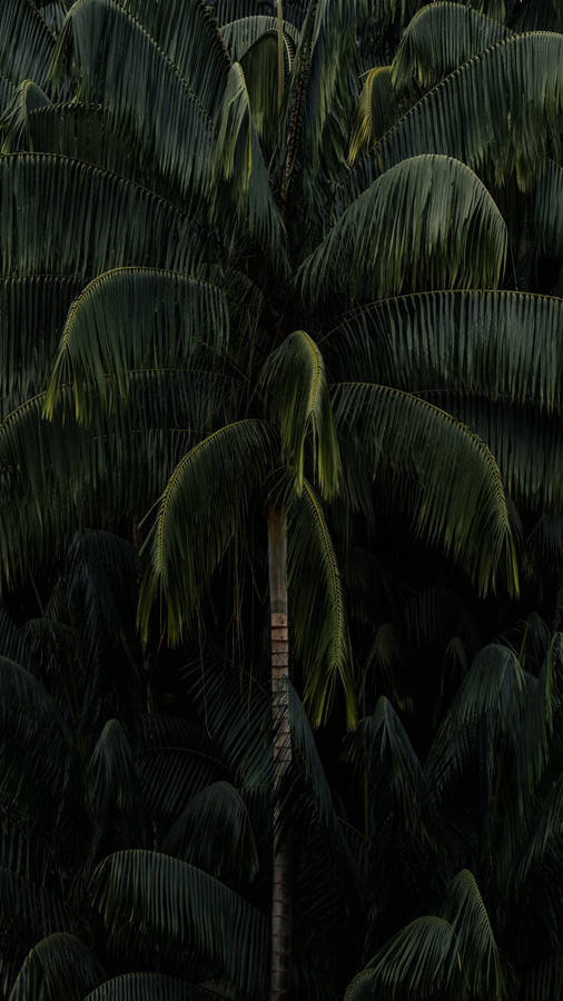 Looming Tall Palm Tree Green Iphone Wallpaper