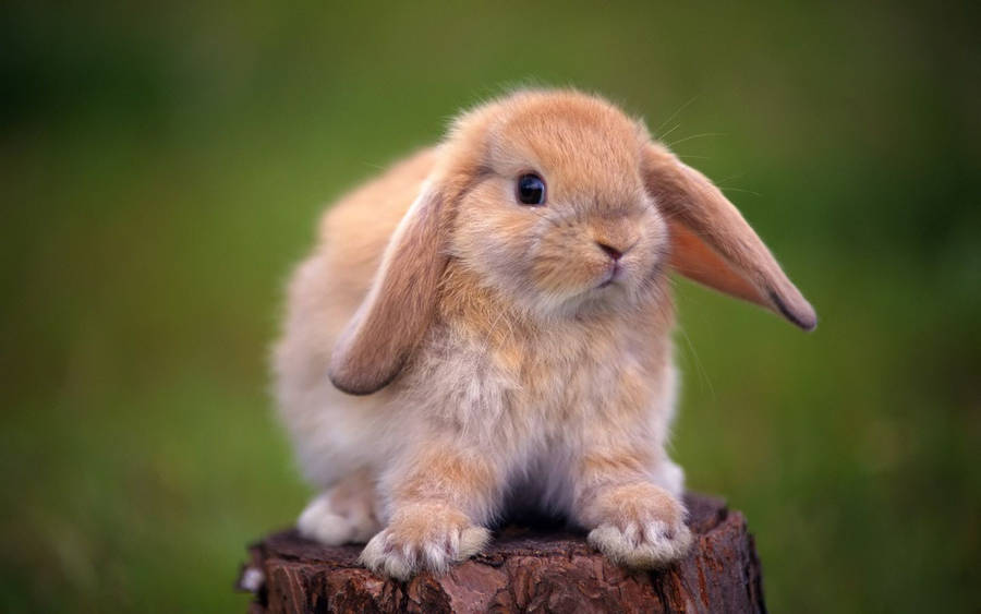 Lop Eared Red Rabbit Wallpaper