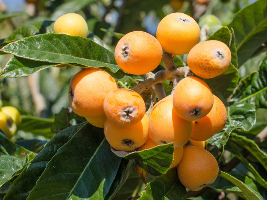 Loquat Fruits Sunny Day Wallpaper