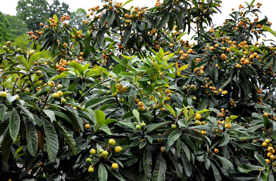 Loquat Plant Full Of Fruits Wallpaper