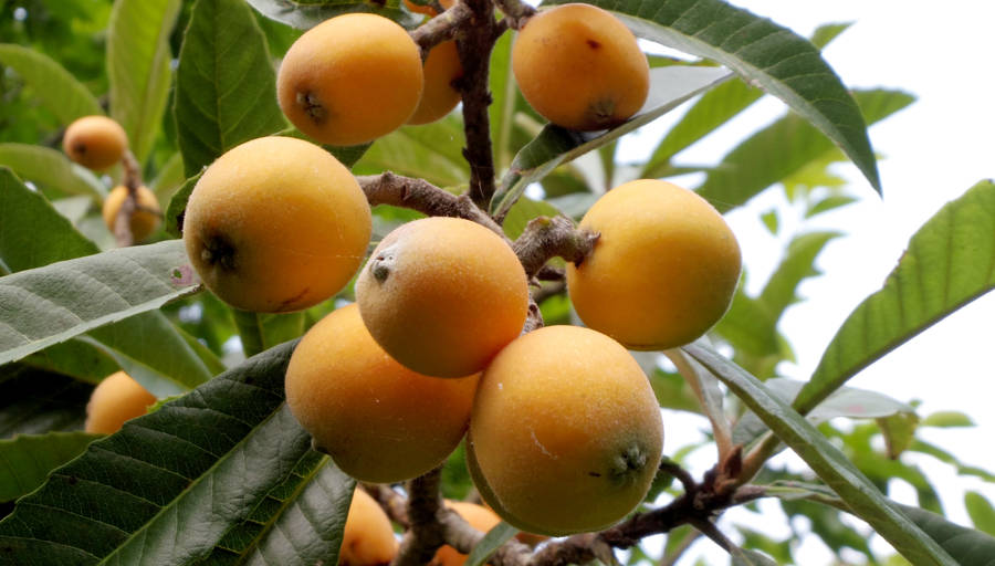 Loquat Plant On Branch Wallpaper