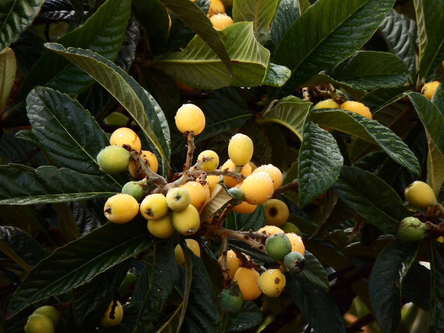 Loquat Plant Small Fruits Wallpaper