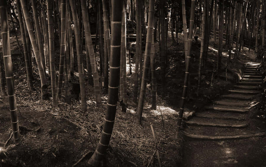 Lose Yourself In The Beauty Of The Bamboo Forest Wallpaper