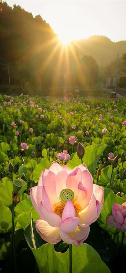 Lotus Field Sunrise Glow Wallpaper