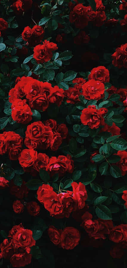 Love Is In The Air With This Big And Beautiful Cute Rose Wallpaper