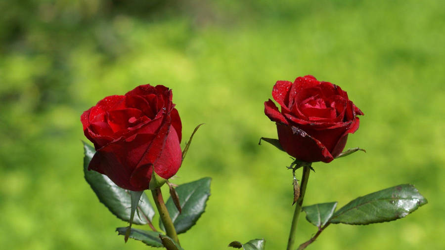 Love Rose Pair Wallpaper