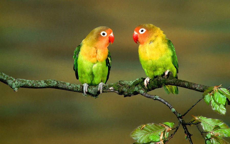 Lovebird Parrots Staring At Each Other Wallpaper