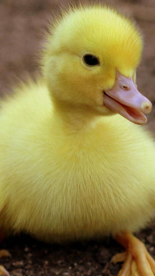 Lovely Baby Duck Wallpaper