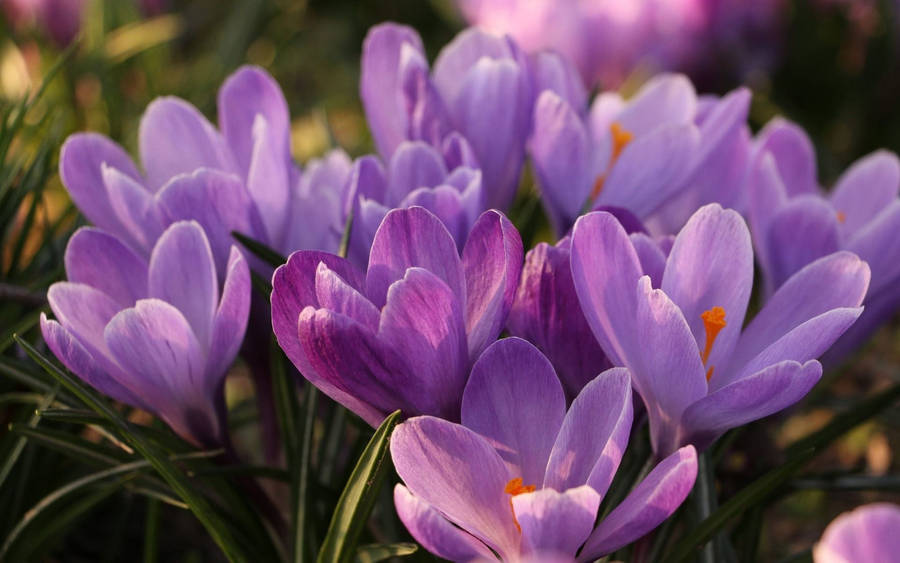 Lovely Blooms Of Saffron Wallpaper