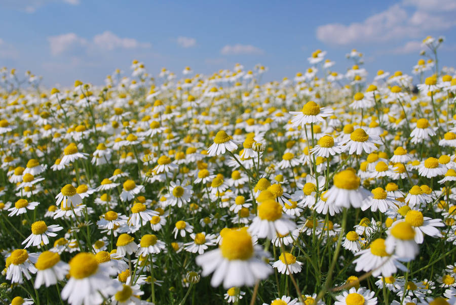 Lovely Chamomile Flower Field Wallpaper