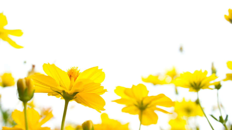 Lovely Cosmos In Yellow Aesthetic Flower Desktop Wallpaper