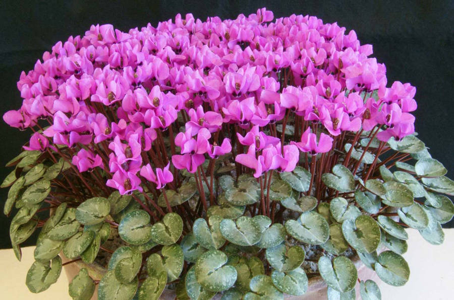 Lovely Cyclamen Alpinum Wallpaper