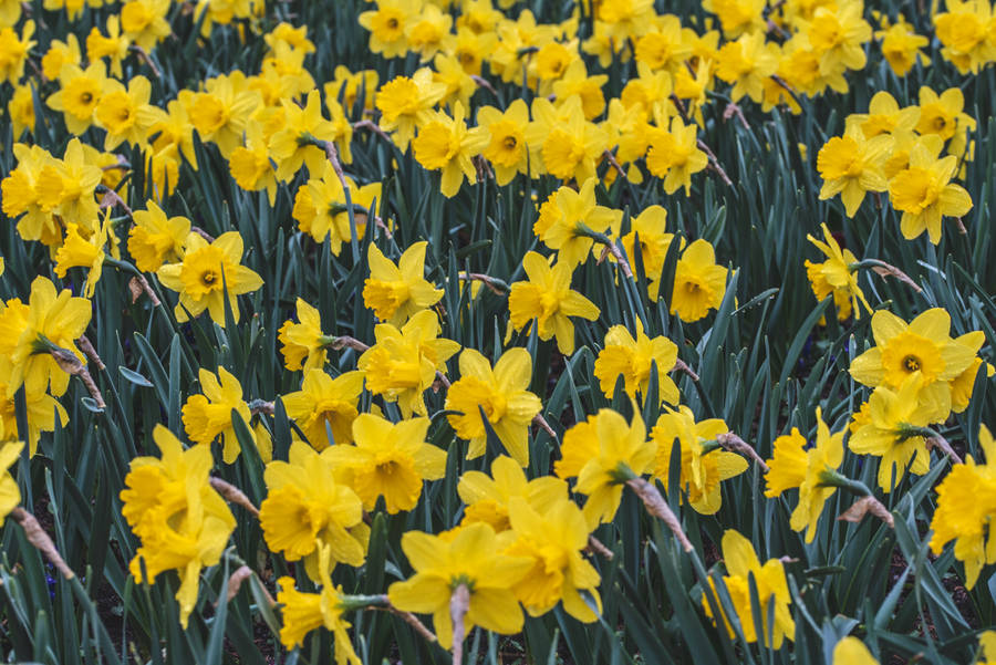 Lovely Daffodils Close Up Shot Wallpaper