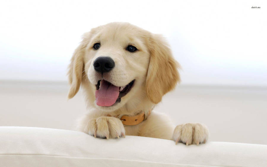 Lovely Golden Retriever Puppy Desktop Wallpaper