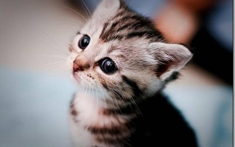 Lovely Little Kitten Wallpaper