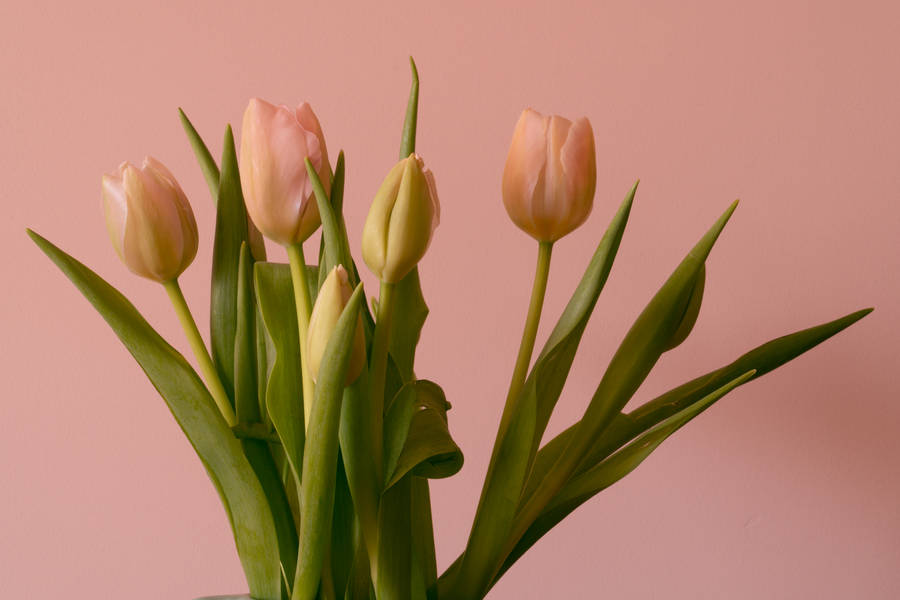 Lovely Peach Tulips Hd Wallpaper